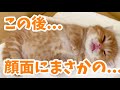 お昼寝をしてたら突然顔面をベロベロされたけどそのまま寝続ける子猫がかわいい💓 Tiny Munchkin Kitten💓【生後22日目】