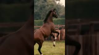 Самые Дорогие В Мире Лошади #Лошади #Shorts #Рекомендации #Лошадь #Самыедорогиелошадивмире