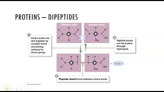Organic Macromolecules: Proteins Part 1