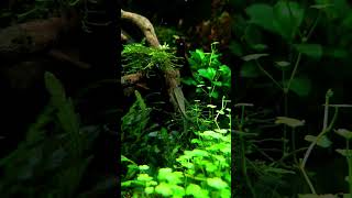 90 Cm Nature Aquascape - 2 months update. 90 Cm Nature Aquascape - 2 months update.