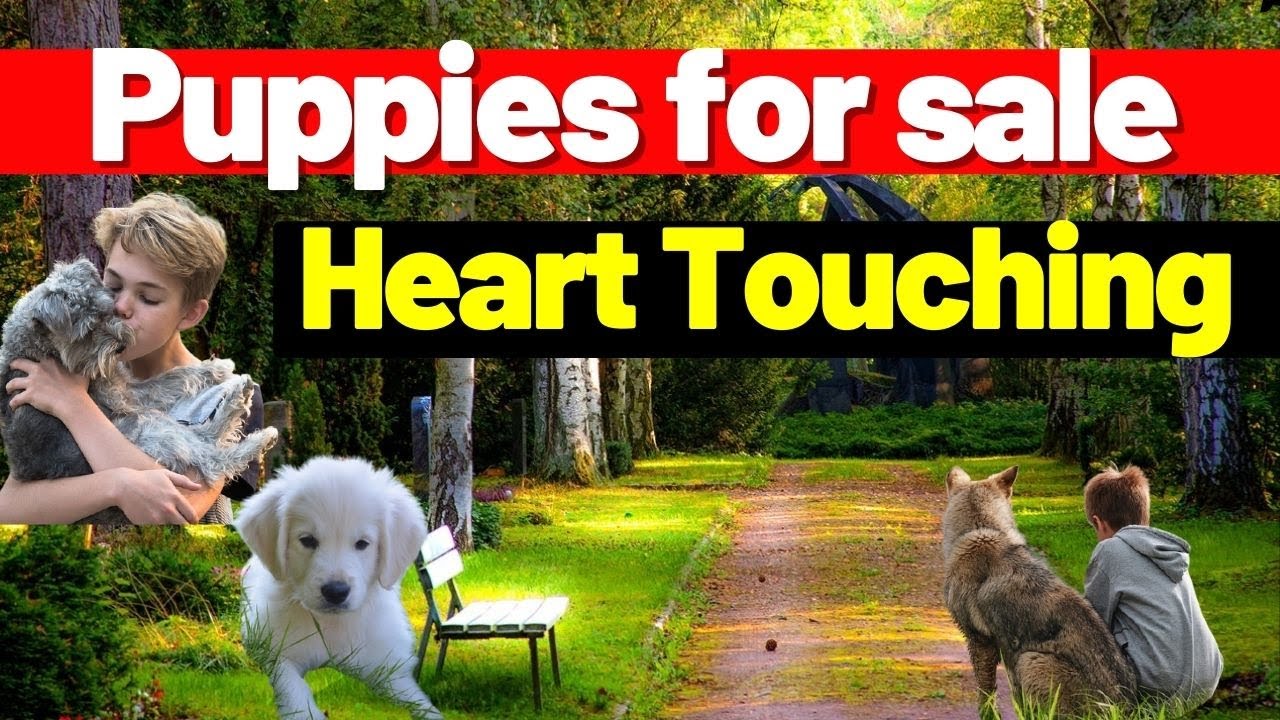 Puppies for sale - for all dog lovers - YouTube
