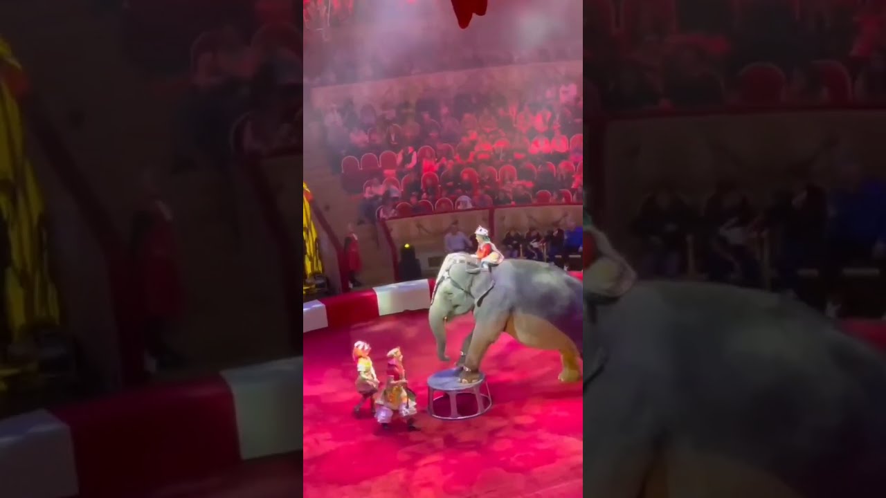 Saint Petersburg  circuss show 2023 