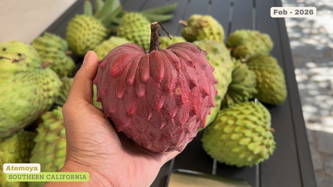 Сбор урожая моих атемой — сорта Geffner и AP — февраль 2026 г.