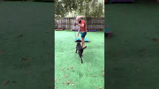 Dowa your dog pull while on a leash? Follow these few simple... #Shorts #balancedcanineacademy