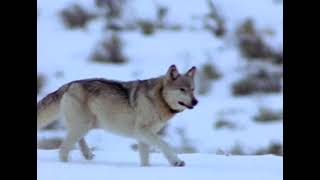 Documentaire La Revanche des Loups. National Geographic