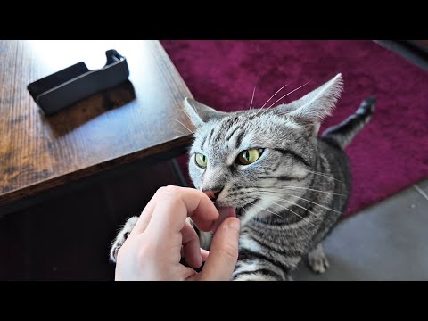 Cat licking fingers.