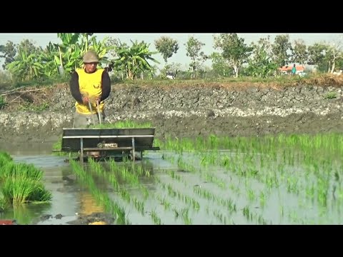 Tidak butuh biaya mahal untuk menanam padi