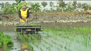 Tidak butuh biaya mahal untuk menanam padi