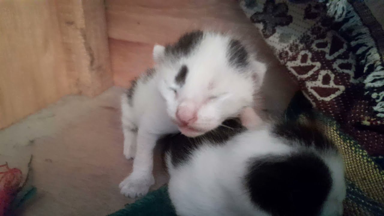 Kittens on prayer rug YouTube