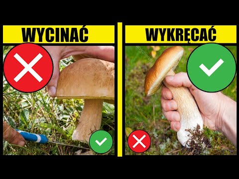 Grzyby wykręcać czy