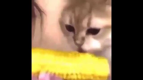 csgo cats edit - message from the stars