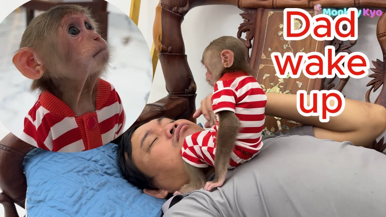 Baby monkey Kyo used a special trick to make Dad call Miss Ngan