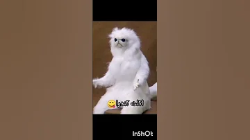مين اكل هوا انا كلت هوا 