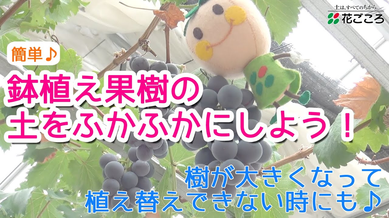 鉢植え果樹の土をふかふかにしよう 簡単マルチング Youtube