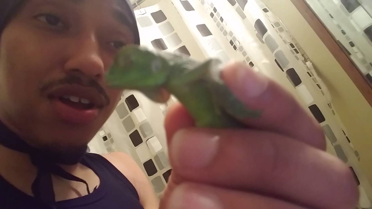 How To Bath A Baby Iguana Properly! - YouTube