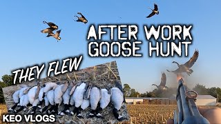 Successfull Evening Goose Hunt