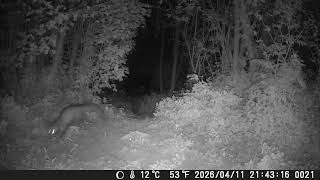 Faina Adelina E Faina Sun Ra