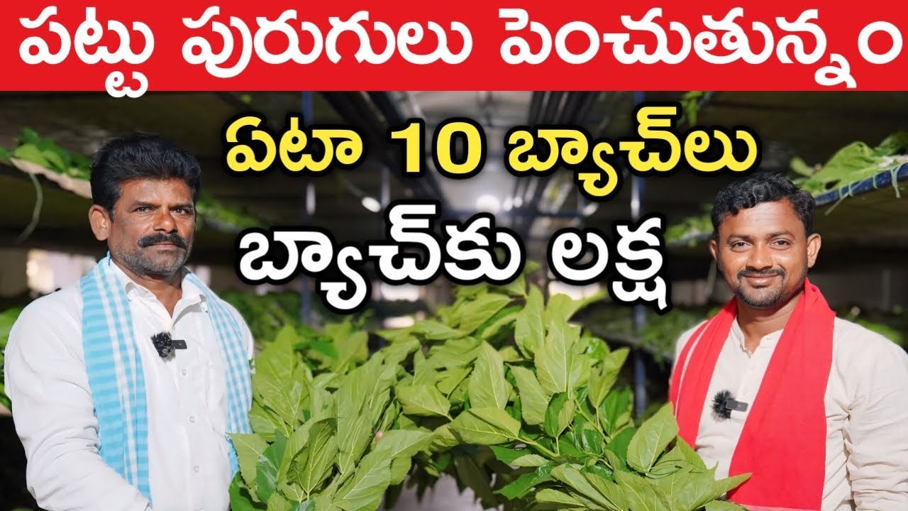 30 ఏండ్లుగా పట్టు సాగు చేస్తున్న | Sericulutre | రైతు బడి