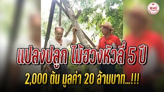 แปลงปลูก ไม้ฮวงหัวลี่ 5 ปี 2,000 ต้น มูลค่า 20 ล้านบาท!!! สวนคุณ ไพรรัตน์ จ.บุรีรัมย์