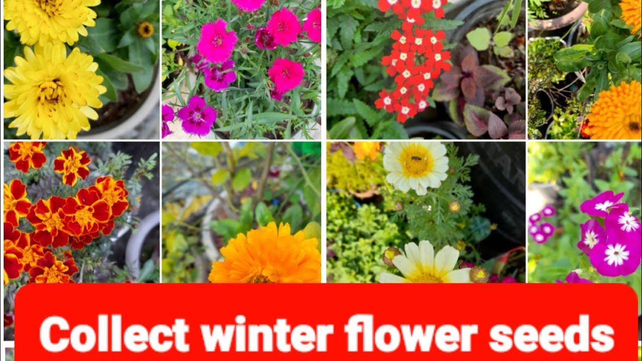 how to collect winter flowers seed YouTube