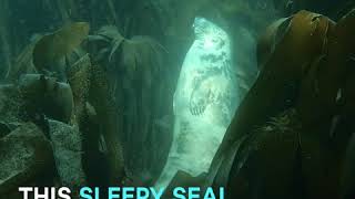 This Sleepy Seal Giving Off Them Sleepy Sunday Vibes