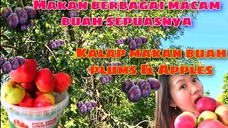 Makan buah Plum dan Apel sepuasnya di kebun London