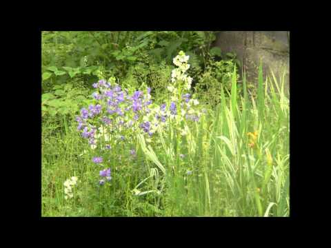 Viggo Stickenberg Sommerglimt Летние блики Хельга Ноябрьская ( пер. с датского )
