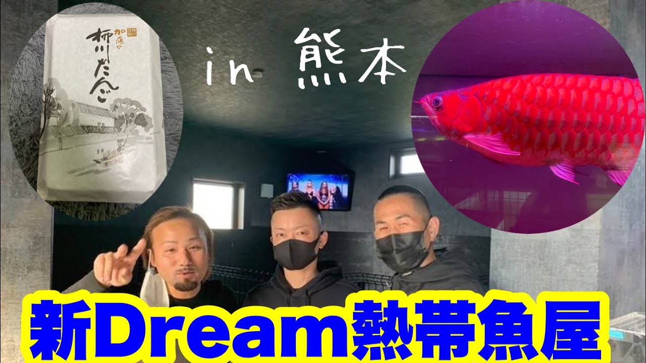 新！！ドリーム熱帯魚屋さんドッキリ訪問！！吉田店長流のアロワナ飼育法教えます！