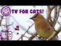 CAT TV - 5 Hours of Nature Videos to Entertain your Cat! 🐦 🐿️