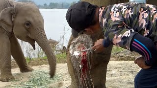 Let's see how an injured elephant is treated. #animals #nature  #travel #beautiful