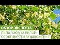 Как правильно посадить липу семенами, отводками и черенками