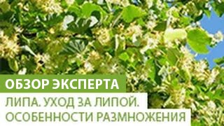 видео Ель сибирская - описание вида, посадка декоративного дерева и уход за ним, фото