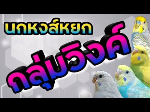 #นกหงส์หยกกลุ่มวิงค์ #Clearwing #Greywing #Dilute #FBG #Rainbow #ความแตกต่างของแต่ละชนิด #budgie