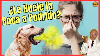 ❤‍ ¿PORQUE A MI PERRO LE HUELE LA BOCA A PODRIDO? ¿QUE HAGO? ❤‍