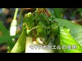 夏至を過ぎた里山・生き物たち