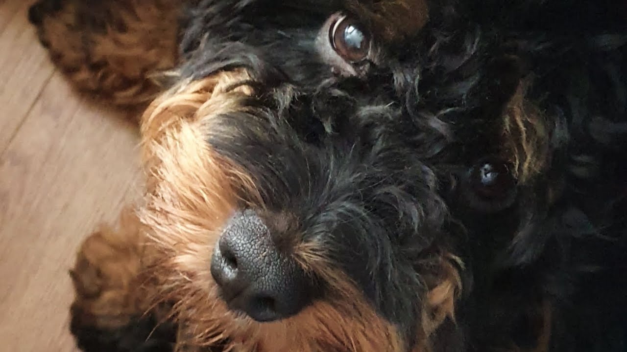 Elvis my beautiful cockapoo puppy - YouTube