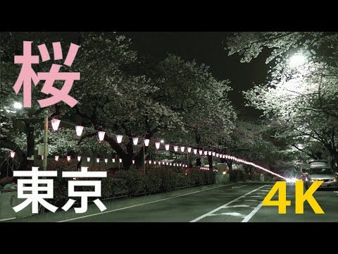 【4K動画】東京（夜の播磨坂）の桜並木（桜のトンネル）文京区（夜桜）Tokyo Cherry blossoms