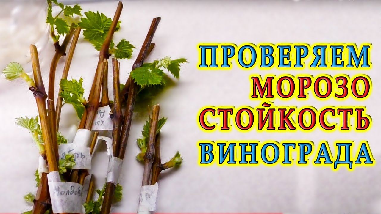 Зимостойкость винограда солярис Зимостойкость винограда солярис