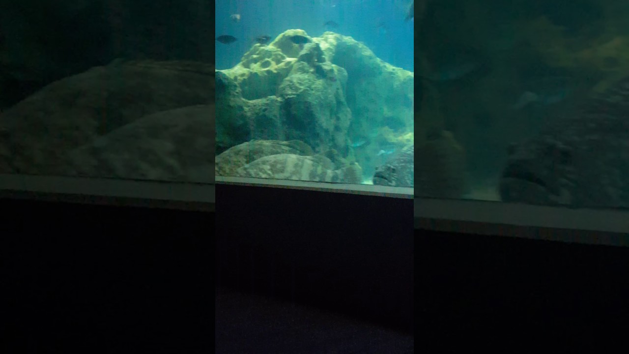Odysea aquarium arizona YouTube