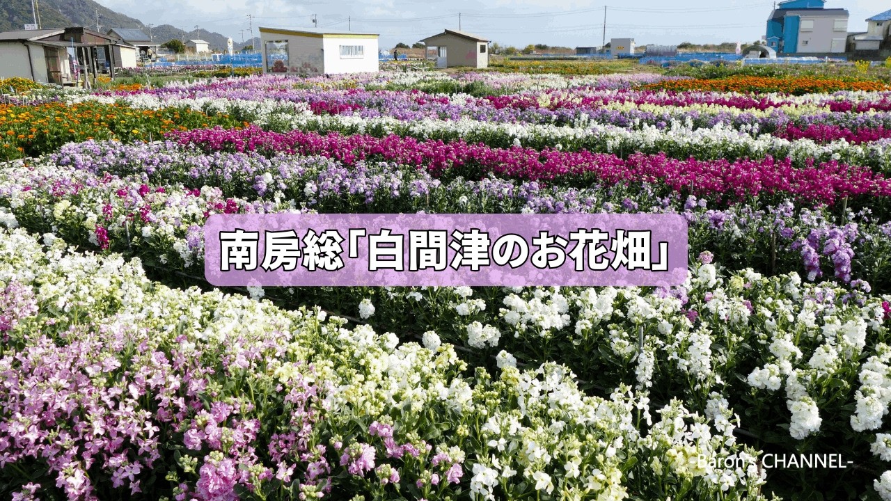 南房総「白間津のお花畑」2026年2月15日　千葉県南房総市千倉町