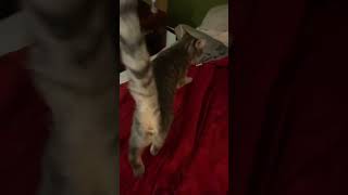 I Got One Fat Cat And Skinny Cat Whats Up With That ?