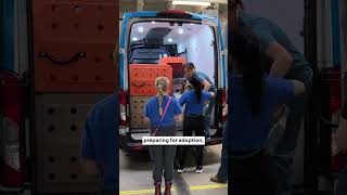 50 beagles rescued from biomed facility #shorts
