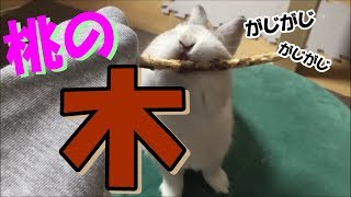 [うさぎ] 桃の木 がじがじ (Rabbit)