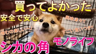 買って良かったおもちゃNo.1 エゾ鹿の角 モノライフ 飼い主さんにオススメ #まめしば #豆柴 #柴犬