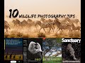10 Wildlife Photography Tips
