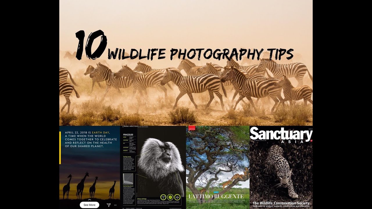 10 Wildlife Photography Tips - YouTube