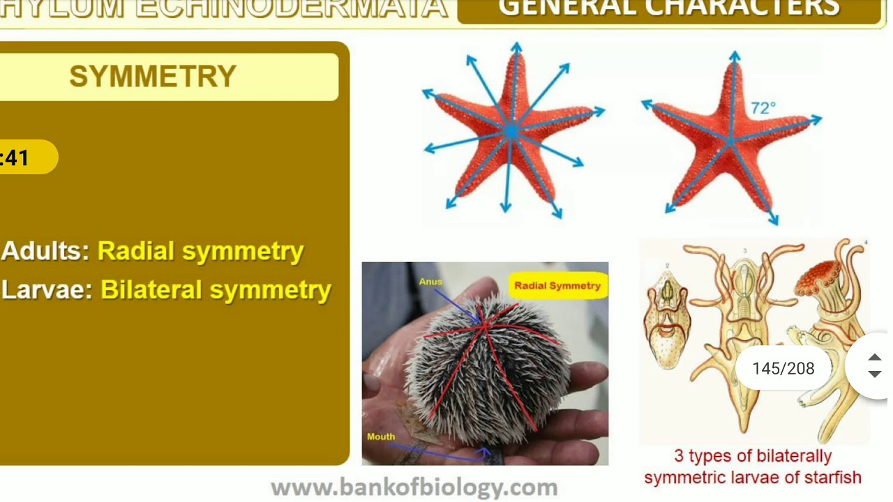 +1- Animal Kingdom- Part 5 - YouTube