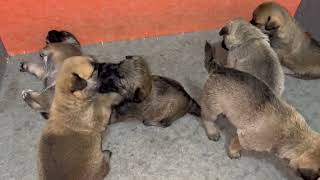 FIGHT