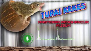 MASTERAN TUPAI KEKES PEDAS JERNIH MUDAH DITIRUKAN BURUNG | MASTERAN VIRAL PENGHANCUR MENTAL MUSUH