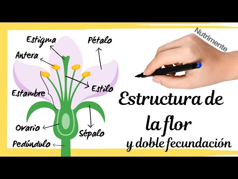 PARTES de la